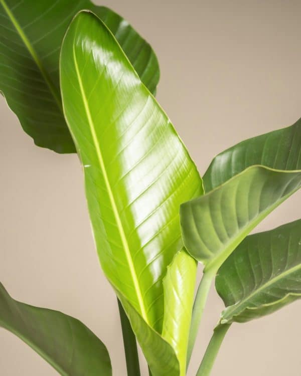 Ave del paraíso La Jara Valencia