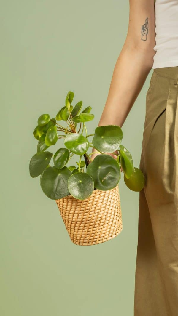 Pilea La Jara Valencia