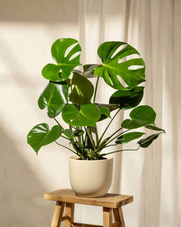 Monstera La Jara Plantas